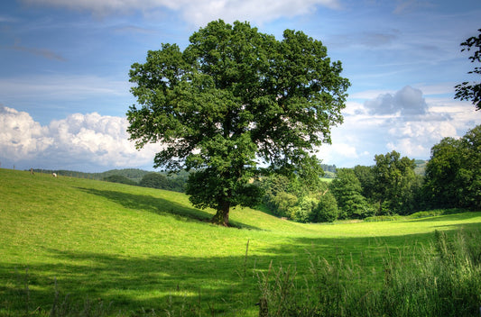 The Ecology and Importance of Oak Trees