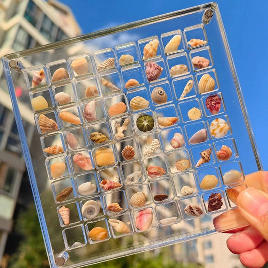 Acrylic Seashell Display Box Magnetic