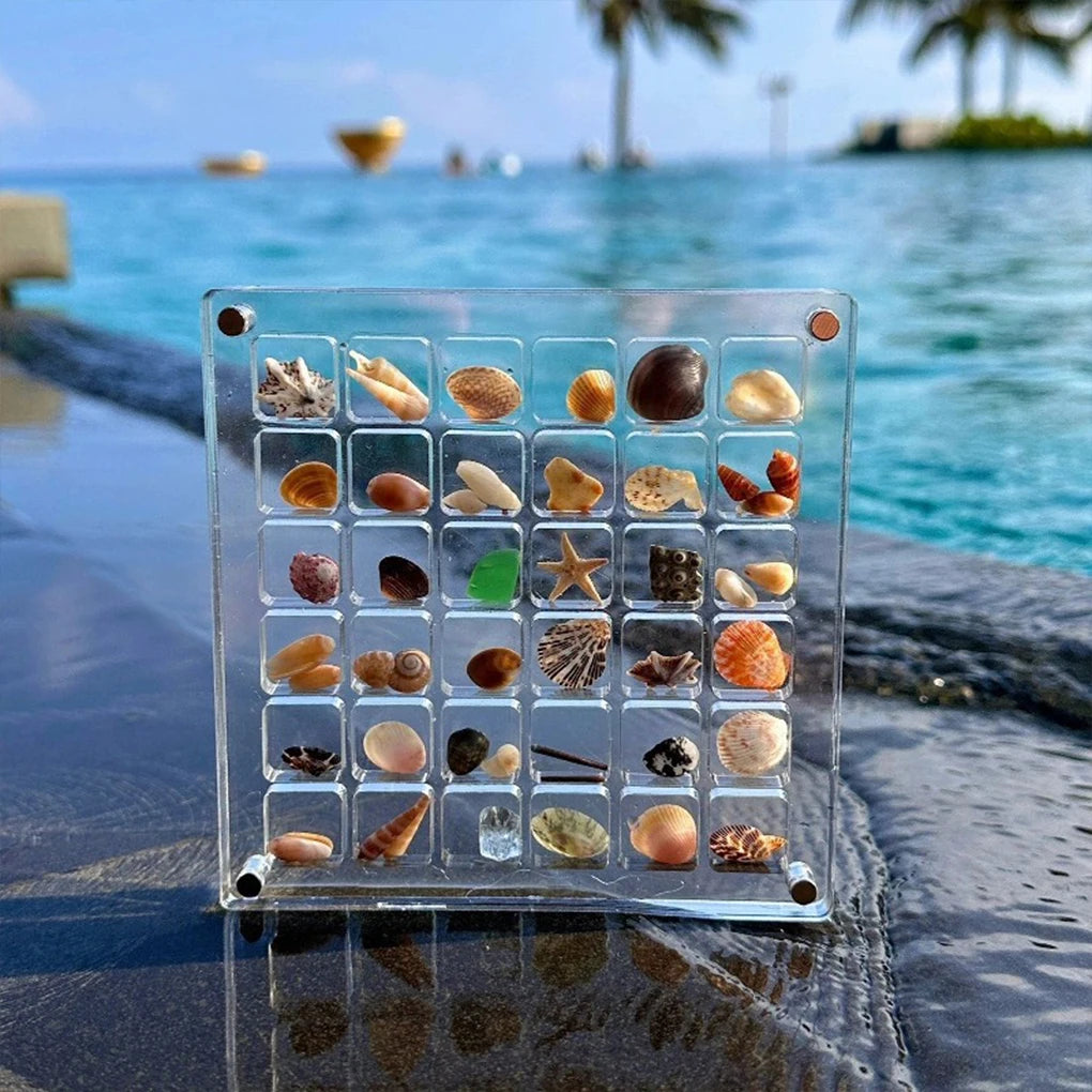 Acrylic Seashell Display Box Magnetic